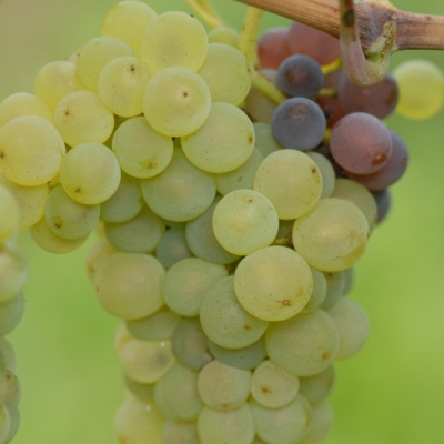 Mutation von Grauburgunder zu Weisburgunder ANT 0914